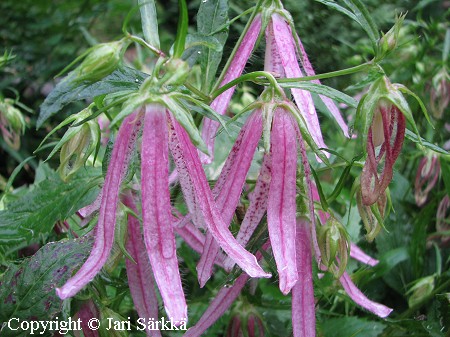 Pisamakello, Campanula punctata 'Pink Octopus'